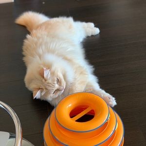 Meet your Posher, Xingyue